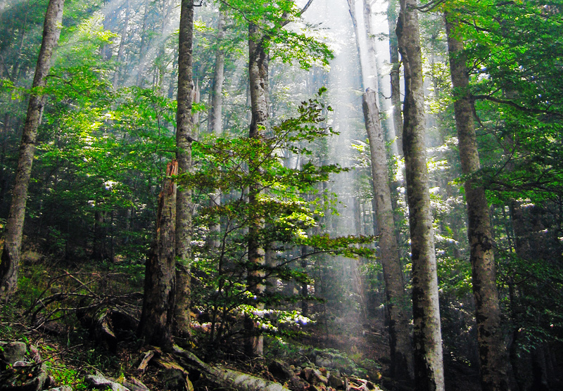 Old-growth forest interior at Biogradska gora: dense mossy trunks and understorey in low light.