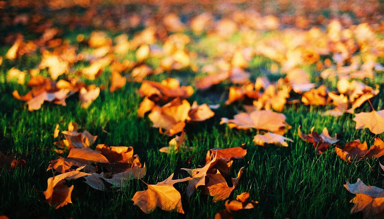 Backlit autumn leaves on plane trees in the Carlton Gardens, Melbourne.
