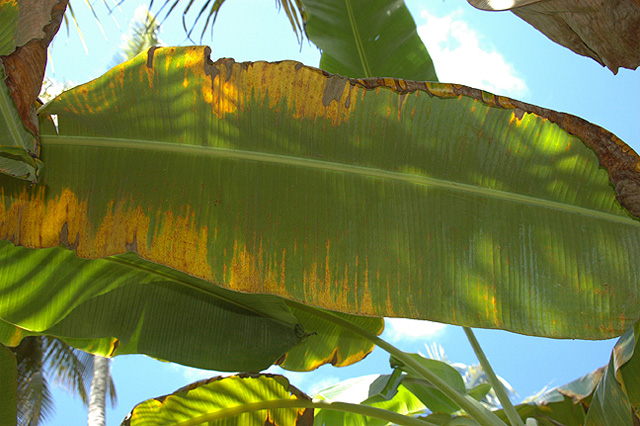 Backlit banana leaves against a bright blue sky, their green blades mottled with yellow and brown patches of damage.