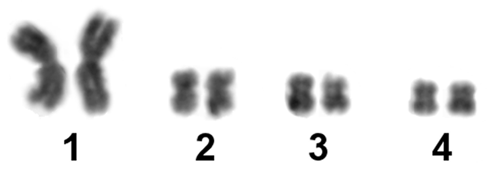 Karyotype of the flatworm Macrostomum lignano, showing four pairs of chromosomes arranged in a row.