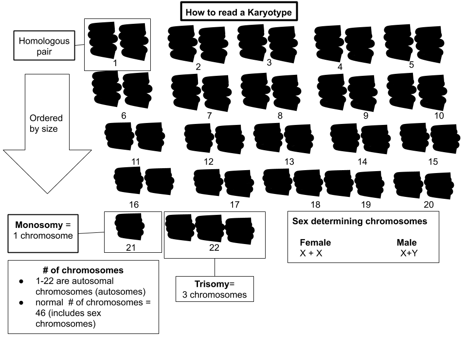 A labelled diagram explaining how to read a karyotype: homologous pairs, ordering by size, autosomes 1 to 22, and the sex-determining X and Y chromosomes.