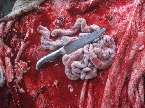 A close, visceral field of blood and animal entrails with a butcher's knife laid across them — the raw slaughterhouse matter of an Actionist ritual.